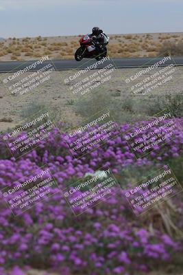 media/Jan-14-2023-SoCal Trackdays (Sat) [[497694156f]]/Turn 14 Exit Bloomig (145pm)/
